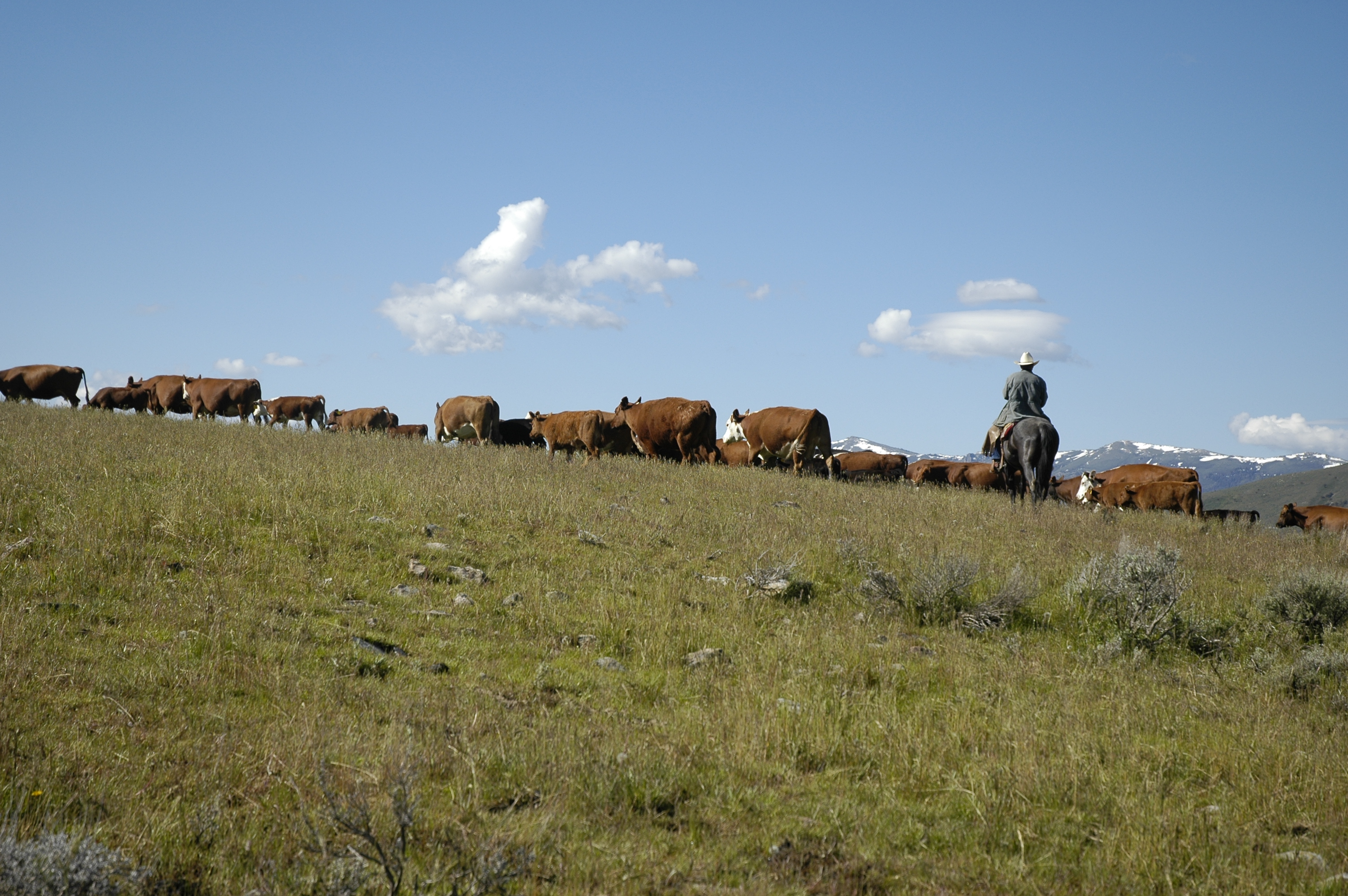 Herding cattle on mountain top.